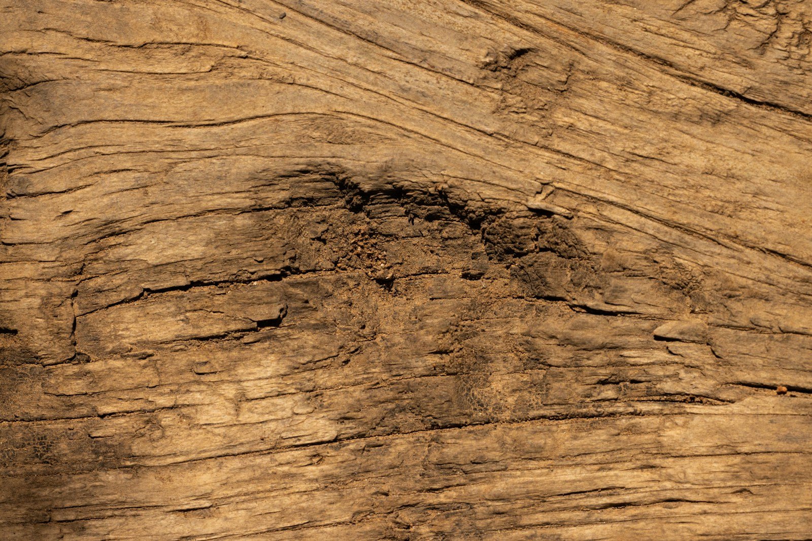 Bois de charpente marqué par des attaques d'insectes