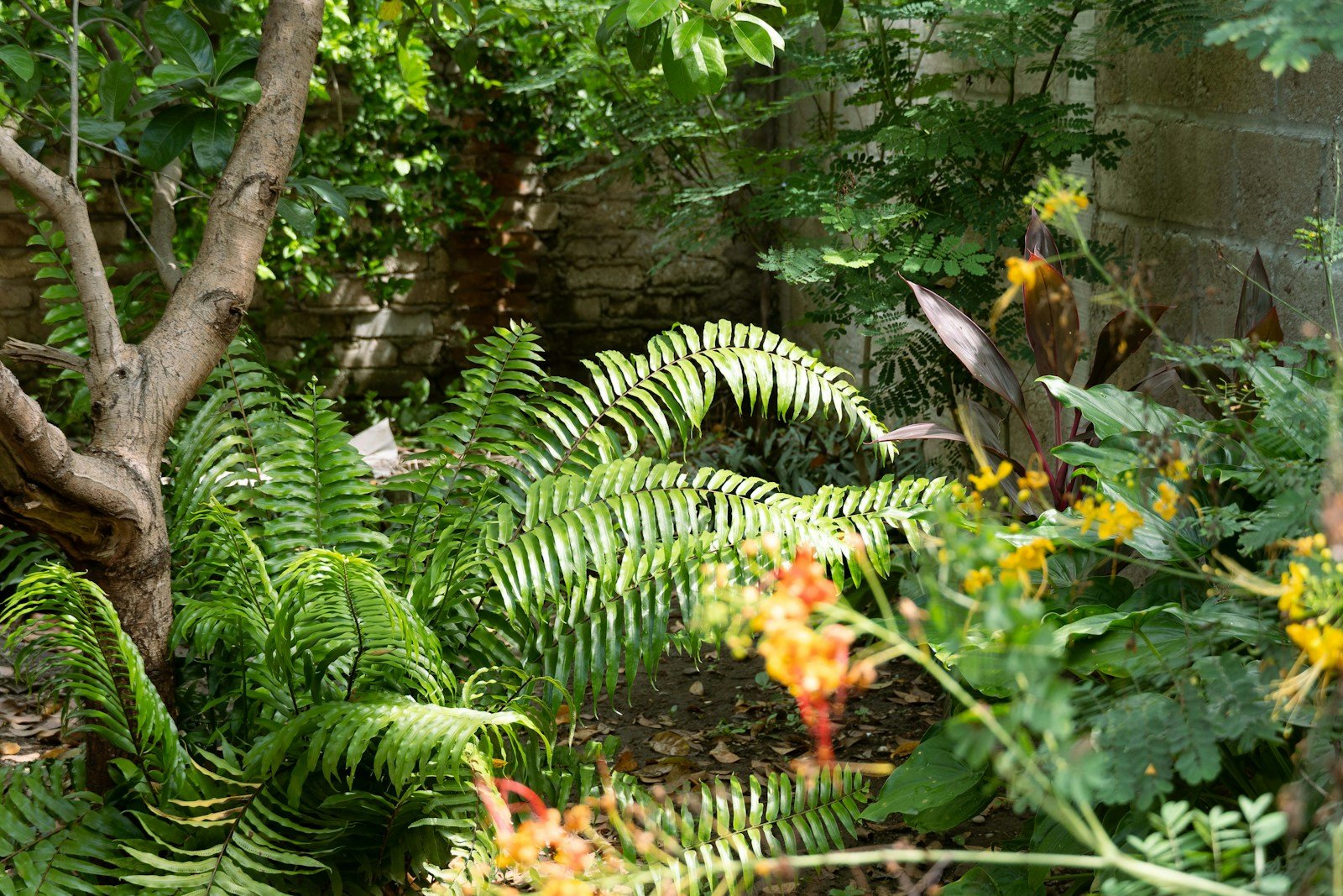 Carbet ouvert au fond d'un jardin tropical, prolongement ombragé du jardin