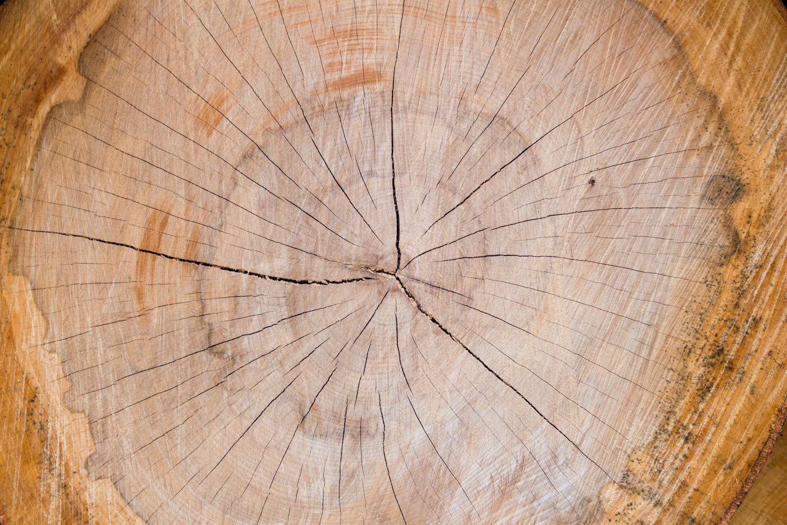 Coupe d'une poutre en bois laissant voir le fil du bois