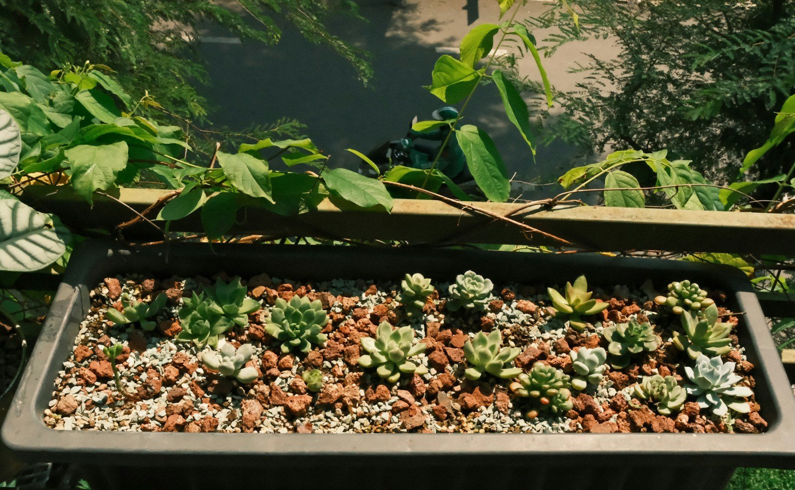 Massif de plantes grasses installées dans un sol caillouteux