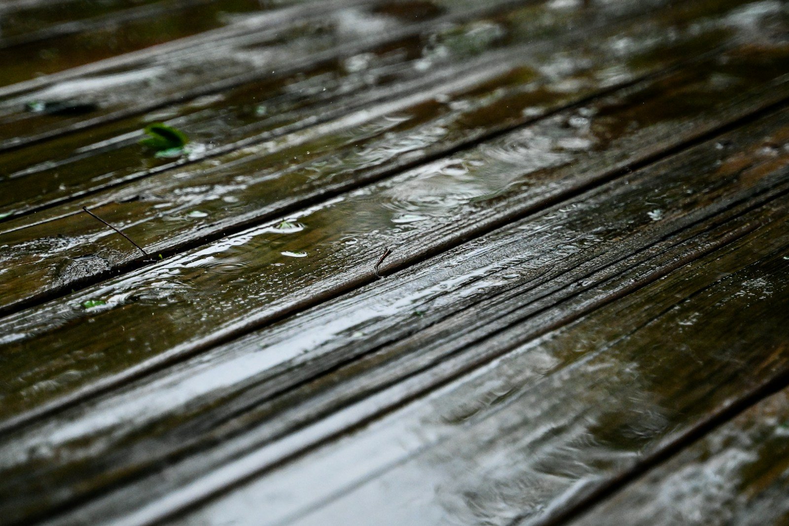 Mousses et algues sur des lames de terrasse humides