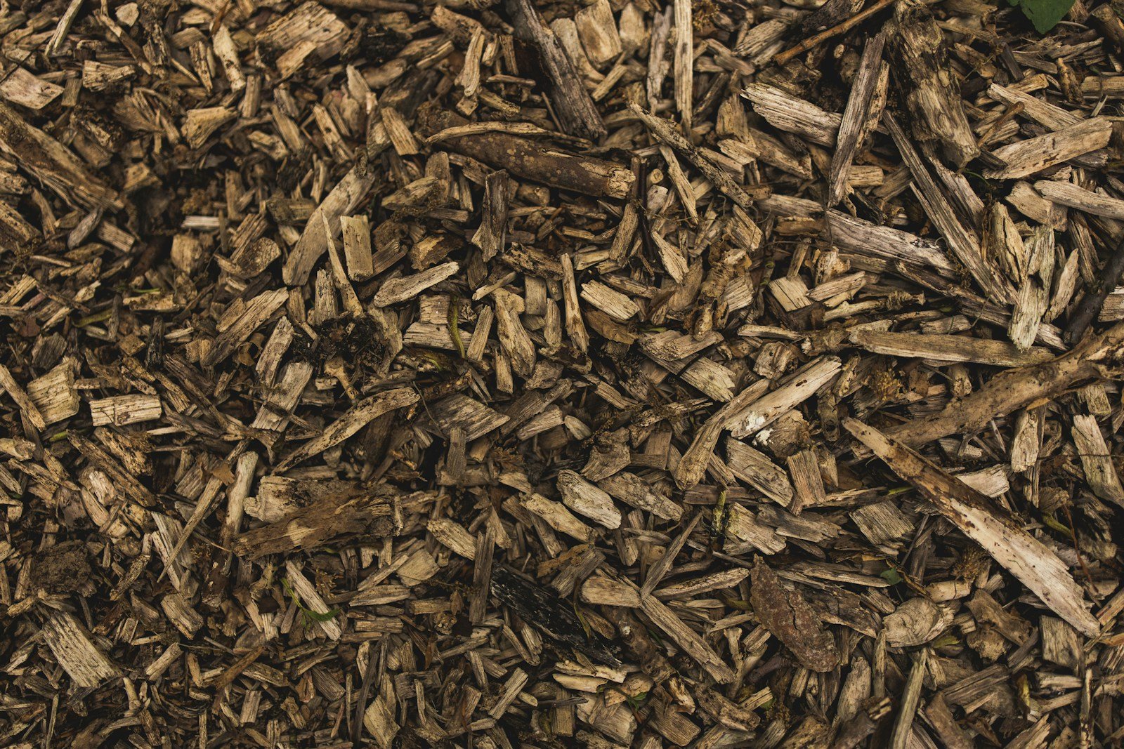 Paillage de broyat de bois répandu au pied de plantations