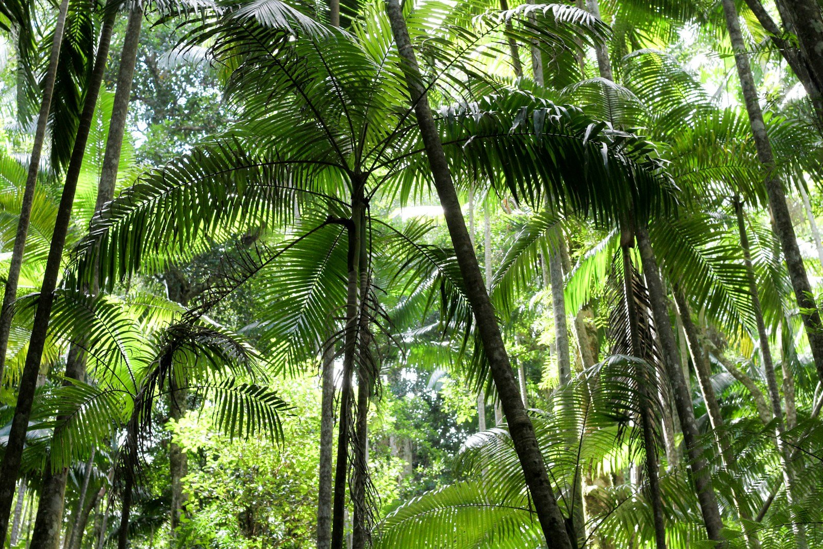 Palmier grimpant à rotin en forêt tropicale, matière première avant tressage