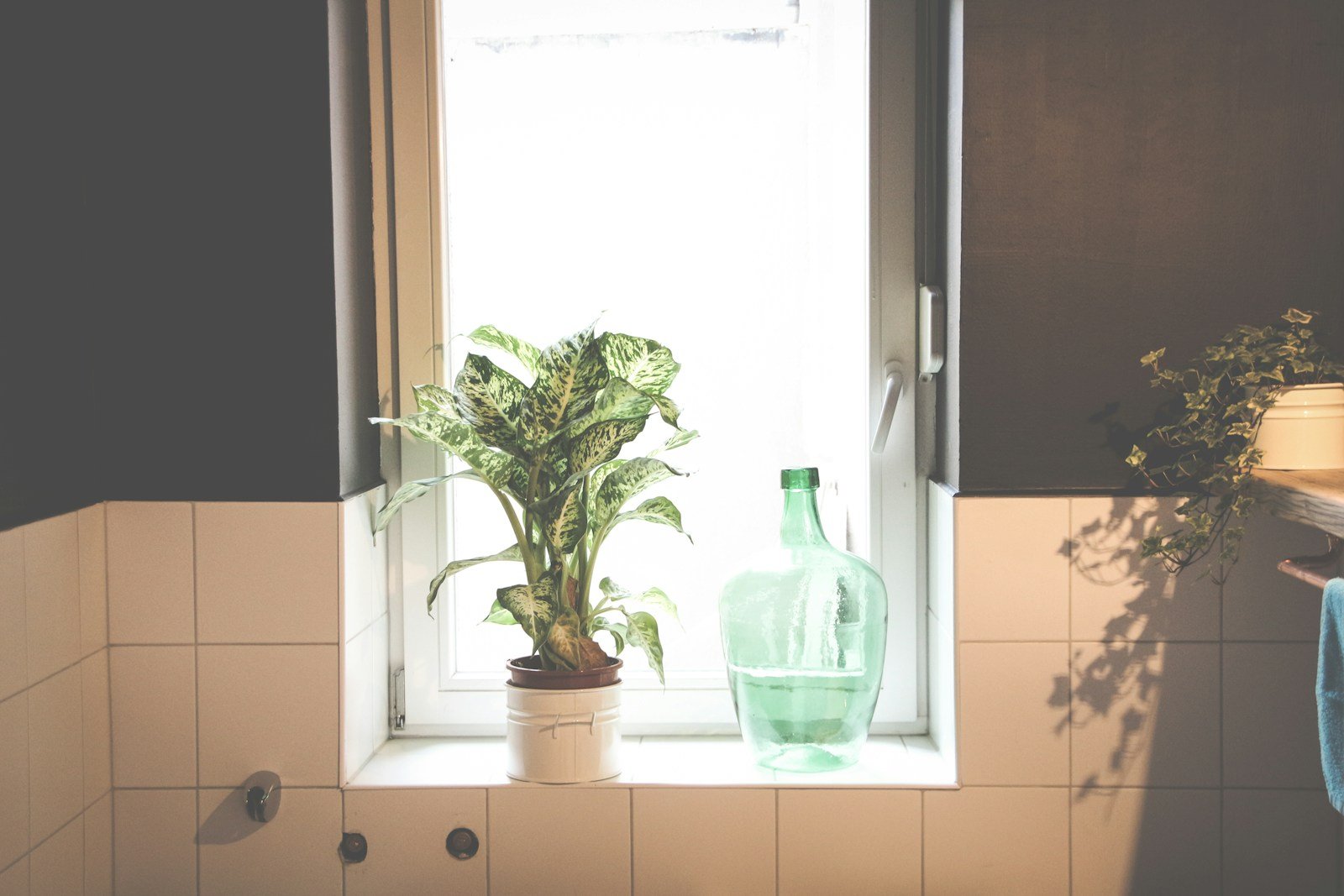 Salle de bains carrelée éclairée par une fenêtre, avec plantes